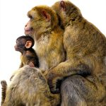 Evolutionary Psychology Book by Columbia University Press-0