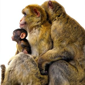 Evolutionary Psychology Book by Columbia University Press-0